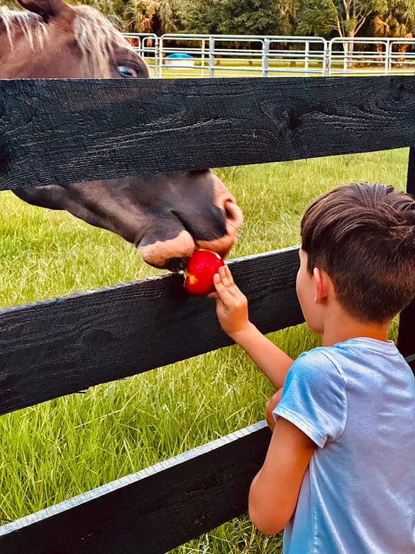 Whiskey and child A young boy in a light blue shirt feeds a red apple to a brown horse through a wooden fence at Golden Creek Ranch, located in Florida.